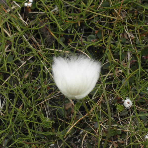 Eriophorum scheuchzeri arcticum Svalbard Longyearbyen 2014 1 A.Elven